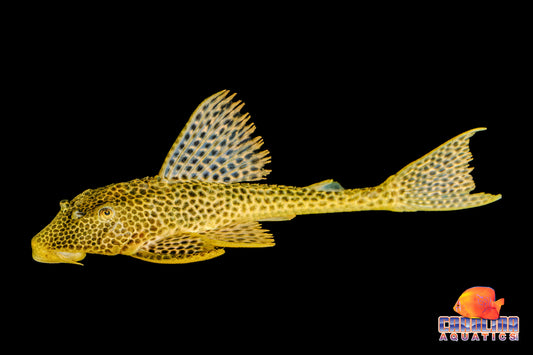 Pleco - Zucchini XL 7-10in