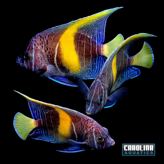 Angel - Maculosus Changing Med