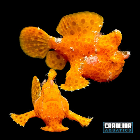 Angler - Orange Md