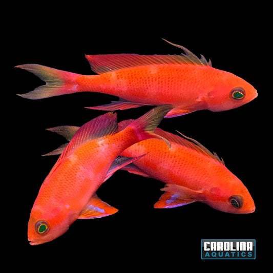 Anthias - Randall’s