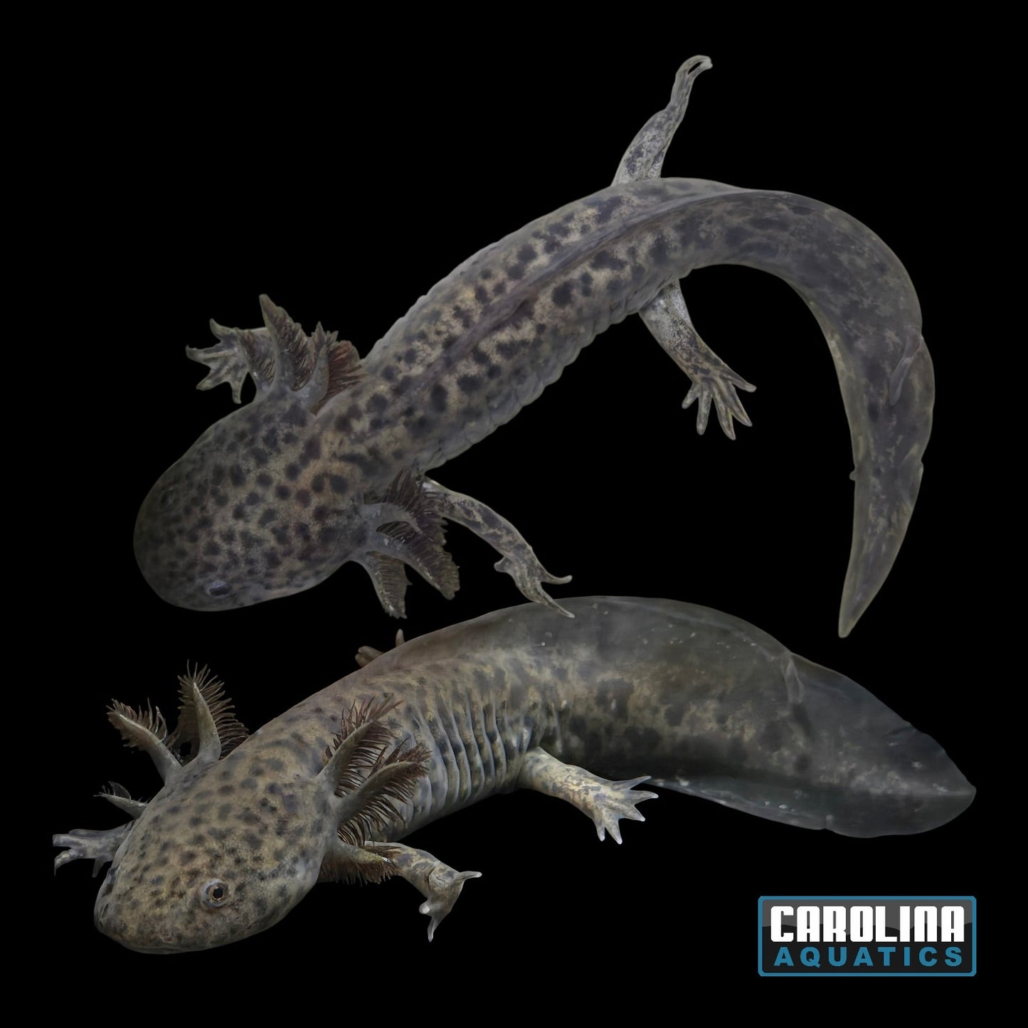 Axolotl - Wild Type 4-5in