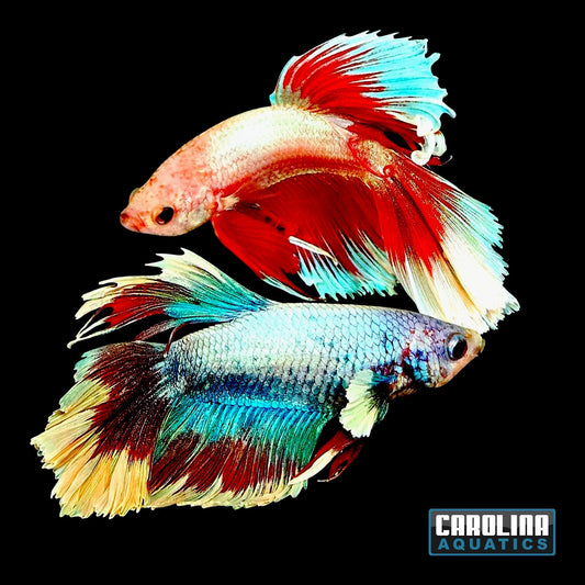 Betta - Butterfly Halfmoon