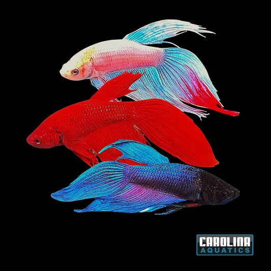 Betta - Male