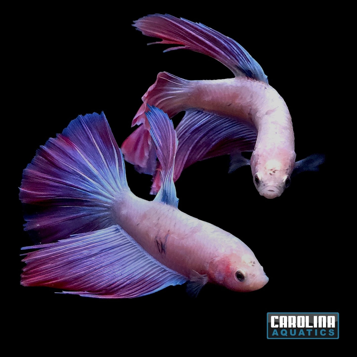 Betta - Pink Flamingo Super Delta Male