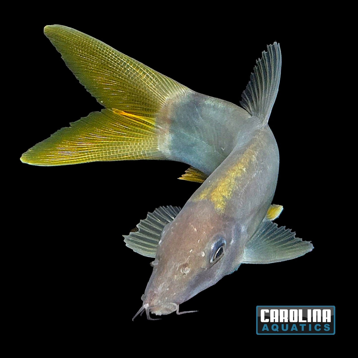 Botia - Yellowtail Lg 4in