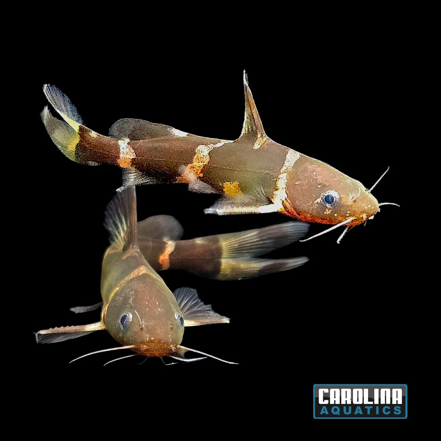 Catfish - Asian Bumblebee 2.5-3in