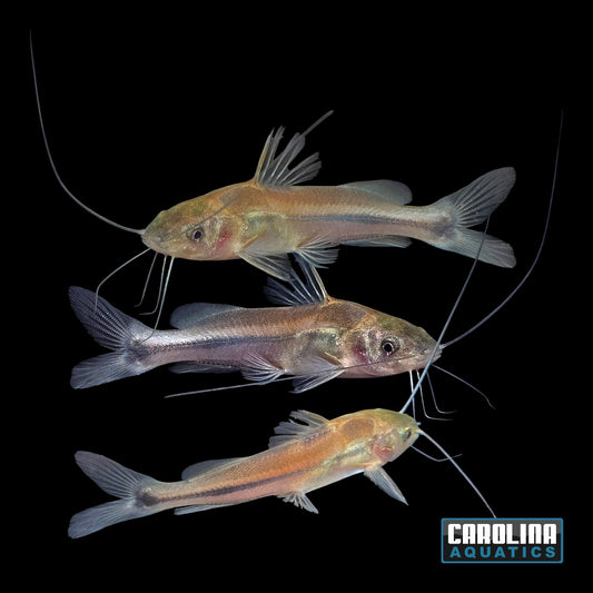 Catfish - Cory Imitator