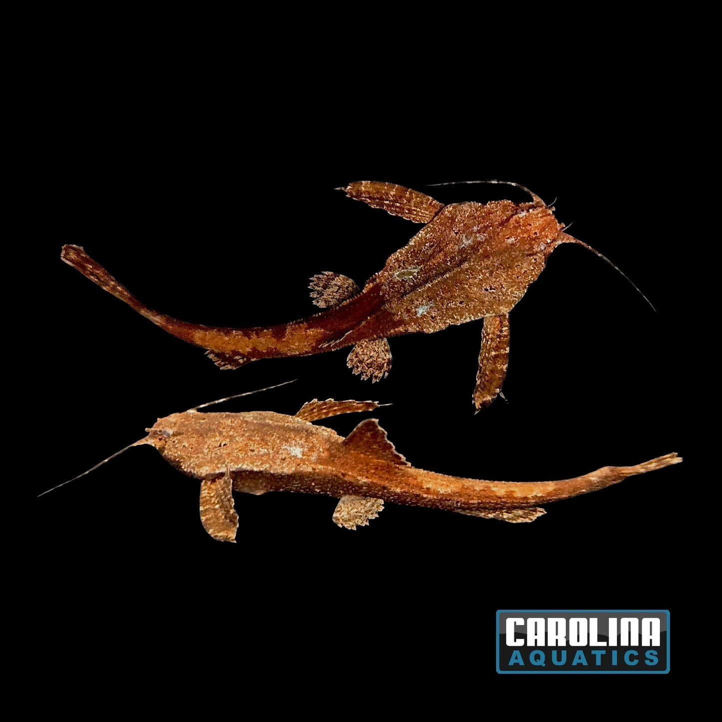 Catfish - Banjo