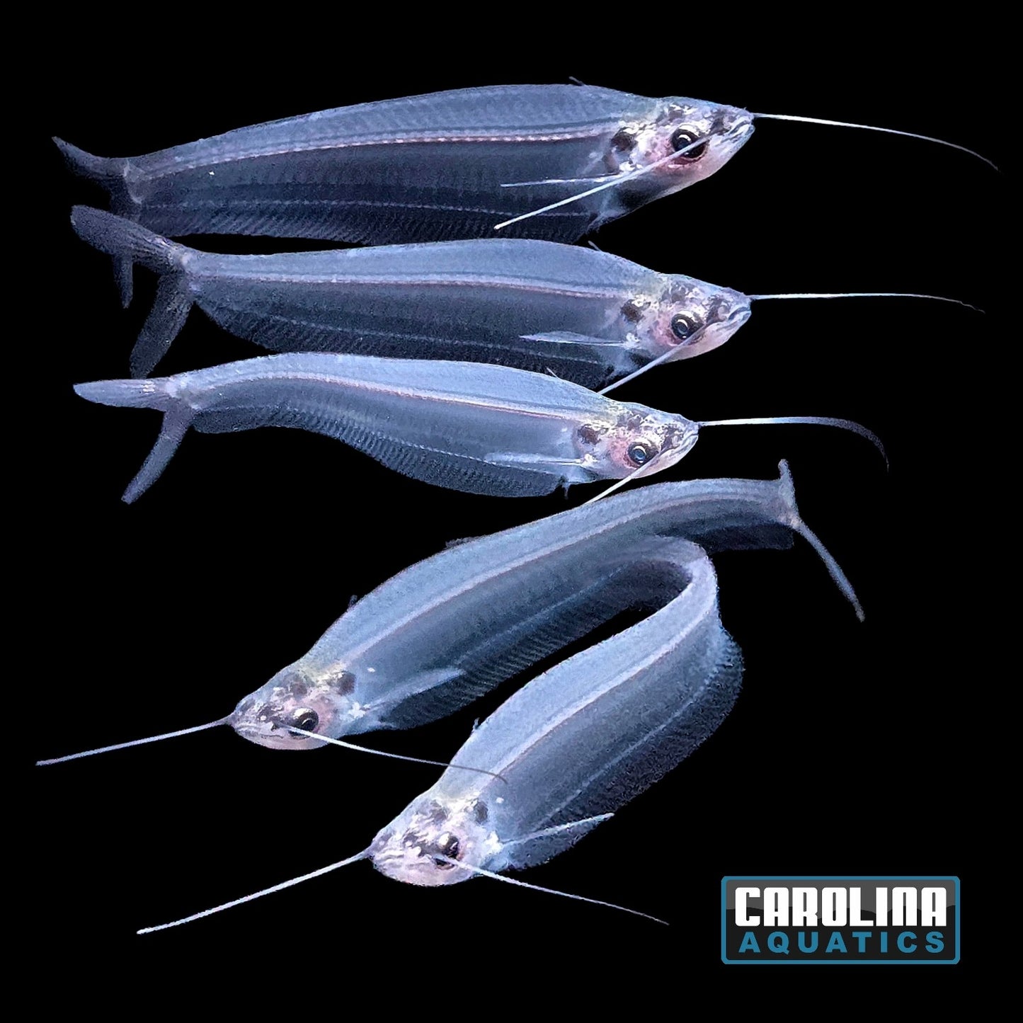 Catfish - Glass