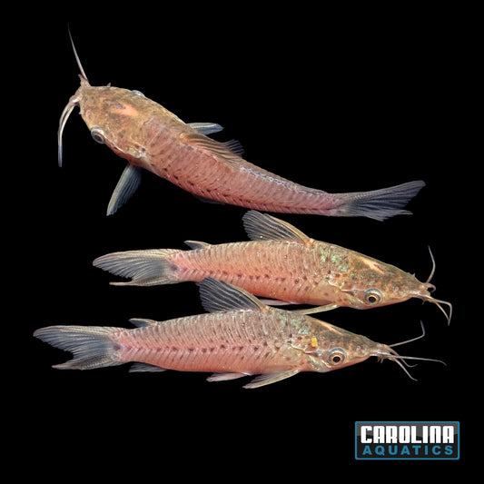 Catfish - Porthole 2in
