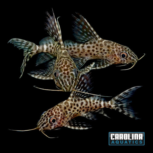 Catfish - Syno Eupterus 1.5in