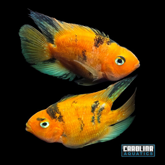 Cichlid - Parrot Blood Red Tiger 4.5-5in