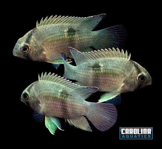 Cichlid - Keyhole