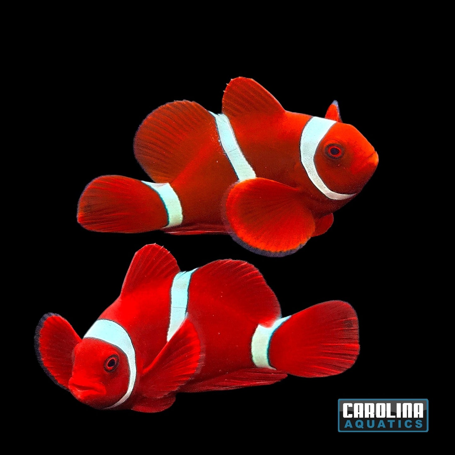 Clown - Maroon White Stripe Wild