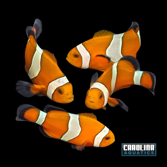 Clown - Ocellaris