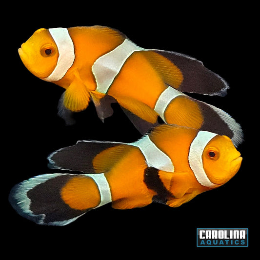 Clown - Ocellaris LongFin