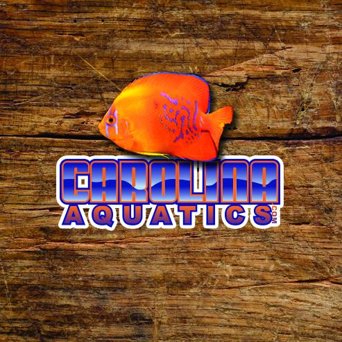 Cichlid - Angostura 4in