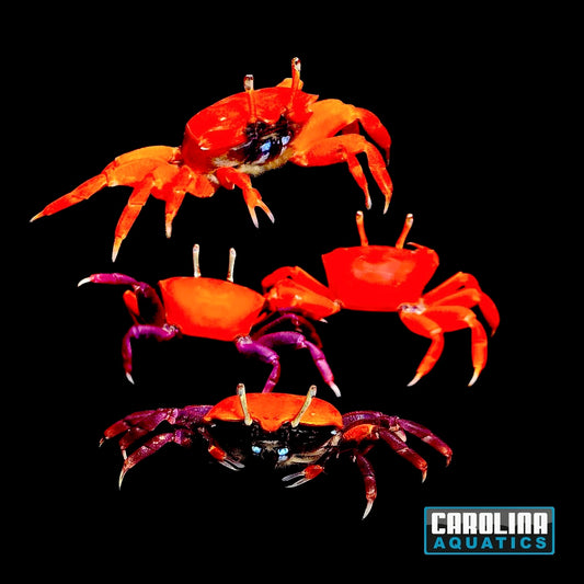Crab - Thick Legged Fiddler