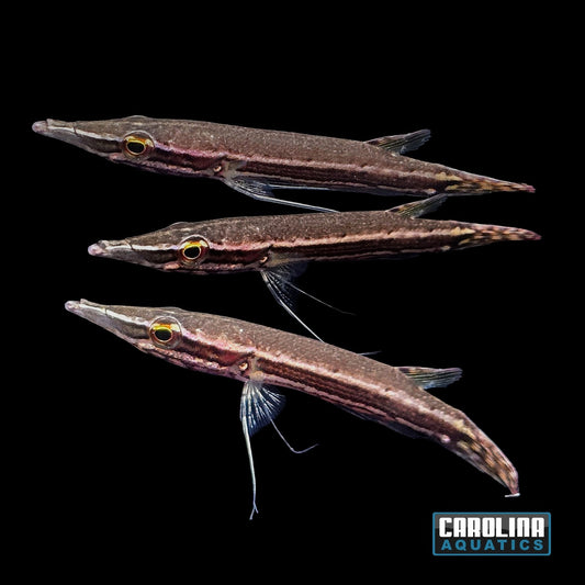Misc - Crocodile Pikehead Med