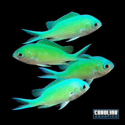 Chromis - Green