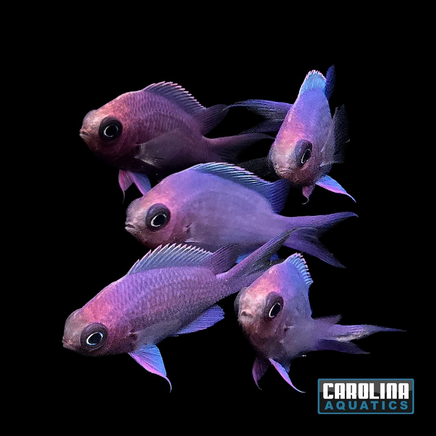 Damsel - Purple Reef