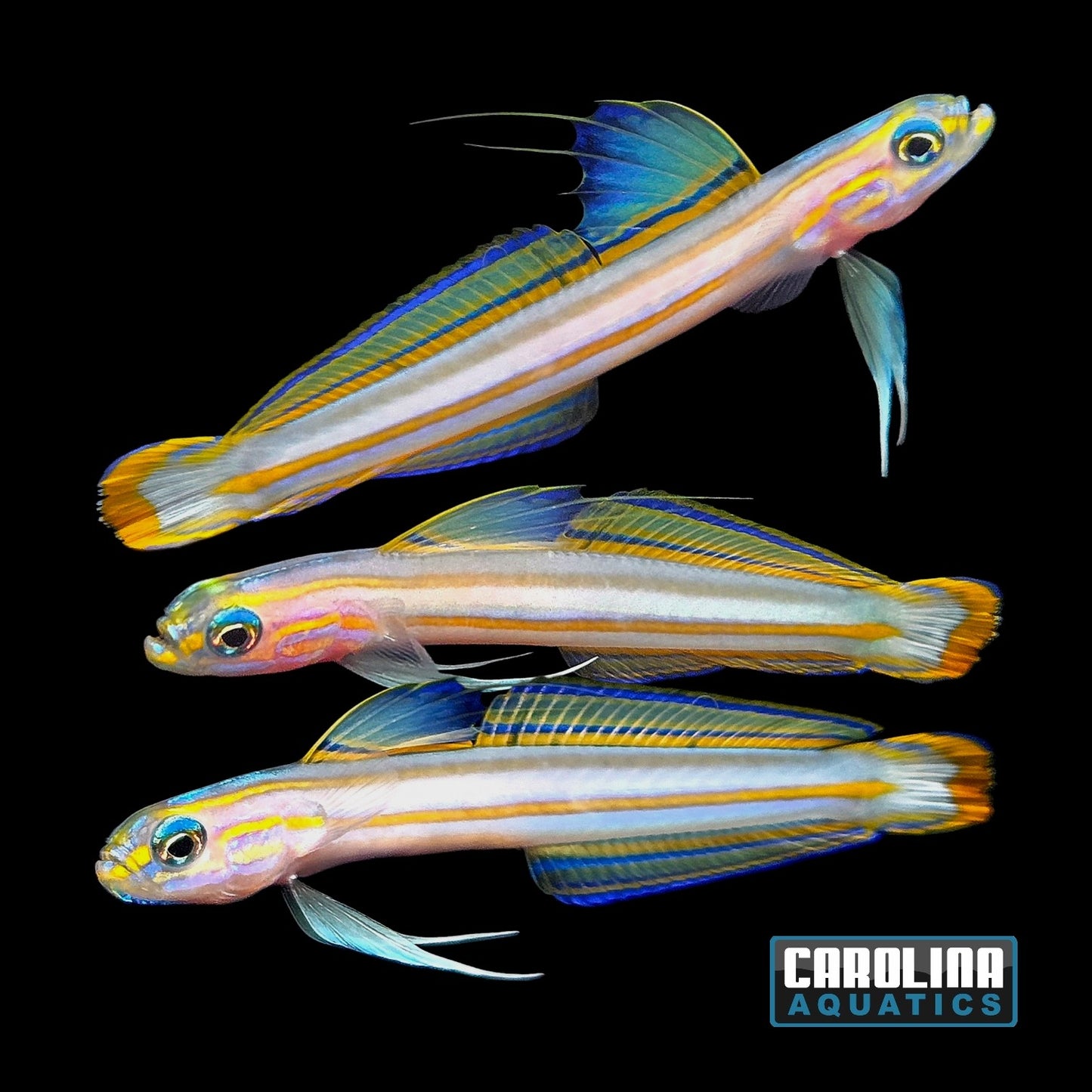 Dartfish- Lined