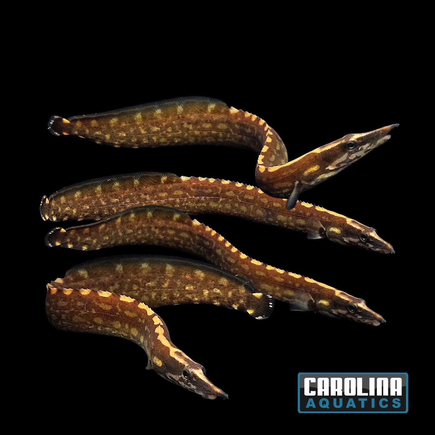 Misc - Eel Unicolor 6-7in