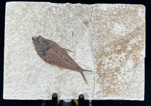 Fish Fossil - Knightia Eoceana Wysiwyg