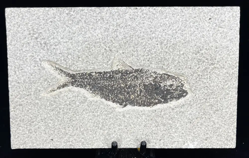 Fish Fossil - Knightia Eoceana Wysiwyg