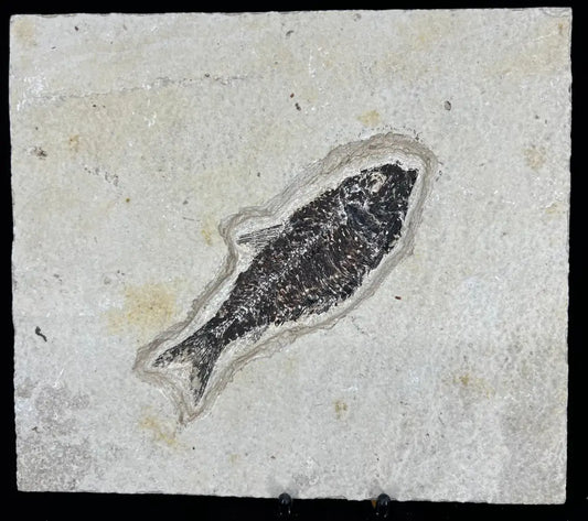 Fish Fossil - Knightia Eoceana Wysiwyg