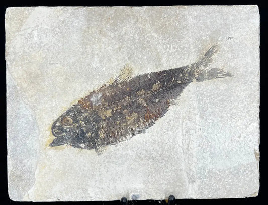 Fish Fossil - Knightia Eoceana Wysiwyg