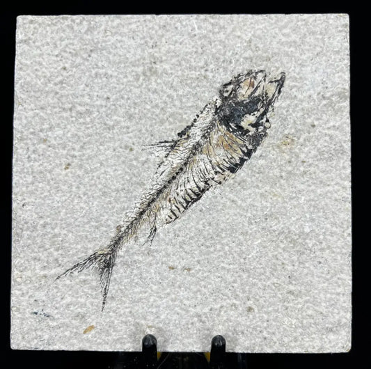 Fish Fossil - Knightia Eoceana Wysiwyg