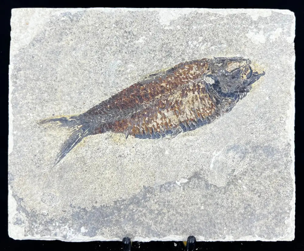 Fish Fossil - Knightia Eoceana Wysiwyg