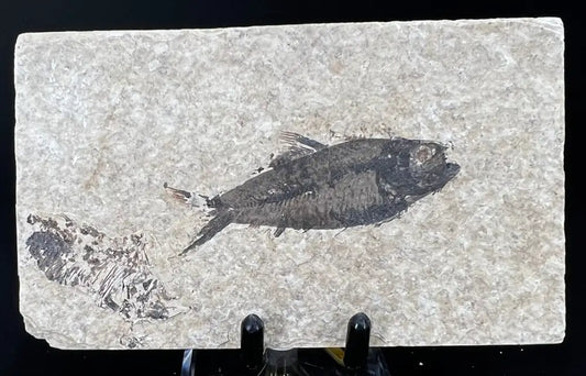 Fish Fossil - Knightia Eoceana Wysiwyg