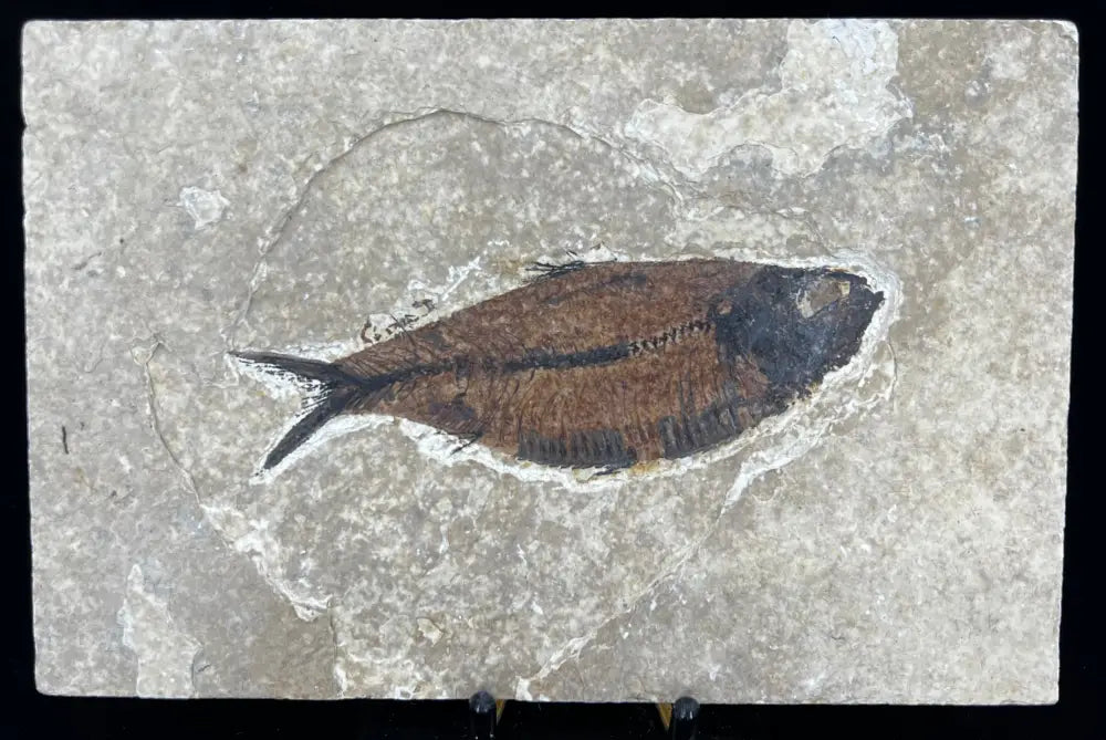 Fish Fossil - Knightia Eoceana Wysiwyg