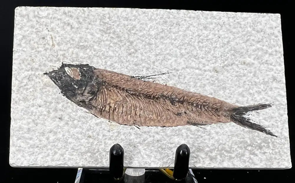 Fish Fossil - Knightia Eoceana Wysiwyg