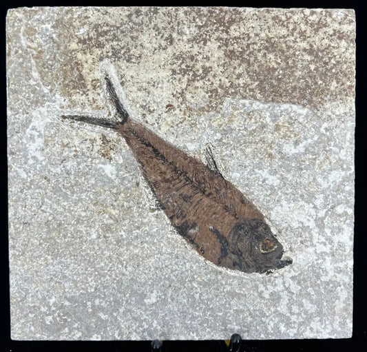 Fish Fossil - Knightia Eoceana Wysiwyg