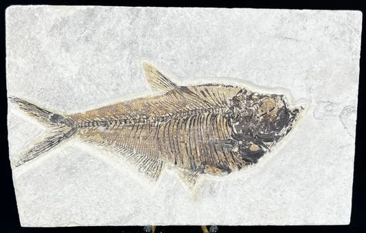 Fish Fossil - Knightia Eoceana Wysiwyg