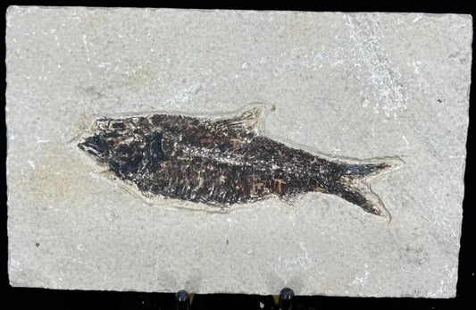 Fish Fossil - Knightia Eoceana Wysiwyg