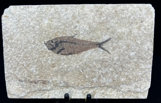 Fish Fossil - Knightia Eoceana Wysiwyg