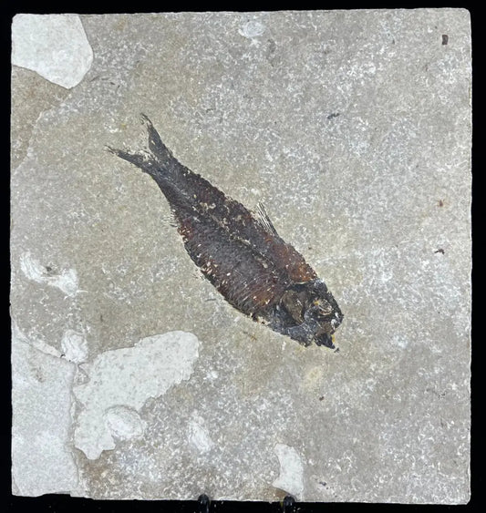 Fish Fossil - Knightia Eoceana Wysiwyg