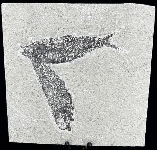 Fish Fossil - Knightia Eoceana Wysiwyg