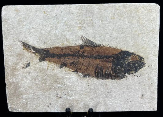 Fish Fossil - Knightia Eoceana Wysiwyg