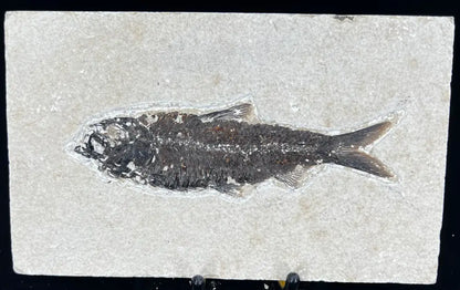 Fish Fossil - Knightia Eoceana Wysiwyg