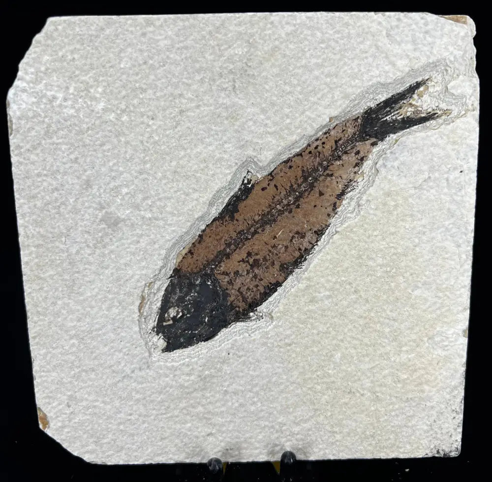 Fish Fossil - Knightia Eoceana Wysiwyg