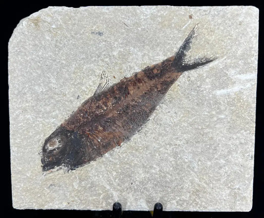 Fish Fossil - Knightia Eoceana Wysiwyg