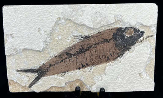 Fish Fossil - Knightia Eoceana Wysiwyg