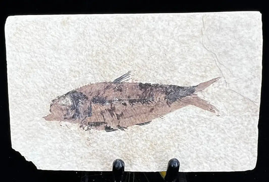 Fish Fossil - Knightia Eoceana Wysiwyg