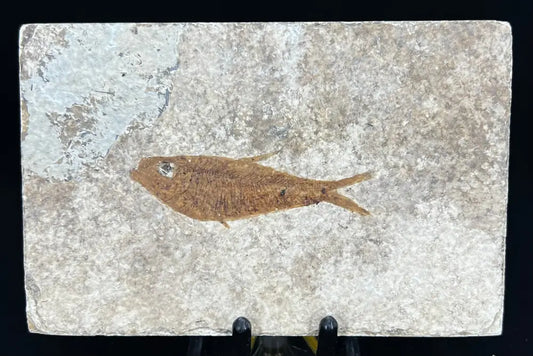 Fish Fossil - Knightia Eoceana Wysiwyg