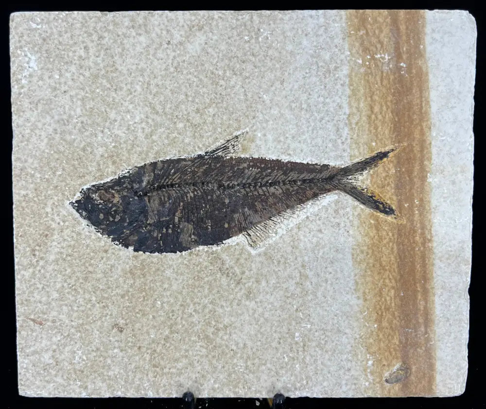 Fish Fossil - Knightia Eoceana Wysiwyg